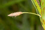 River bulrush